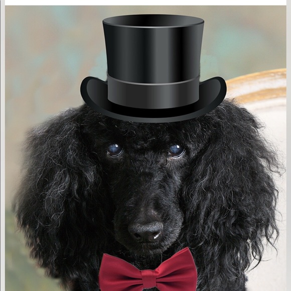 Meet your Posher, Arlene - Picture 1 of 1